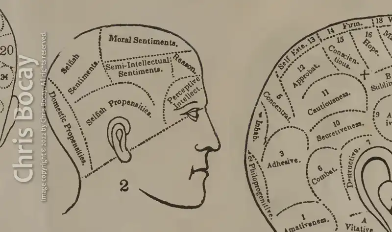 In this drawing of a human skull (from Phrenological Chart by an anonymous author, Boston, 1841) we find that the location of the self-esteem area is on the top of the skull ('Self Este. 13').